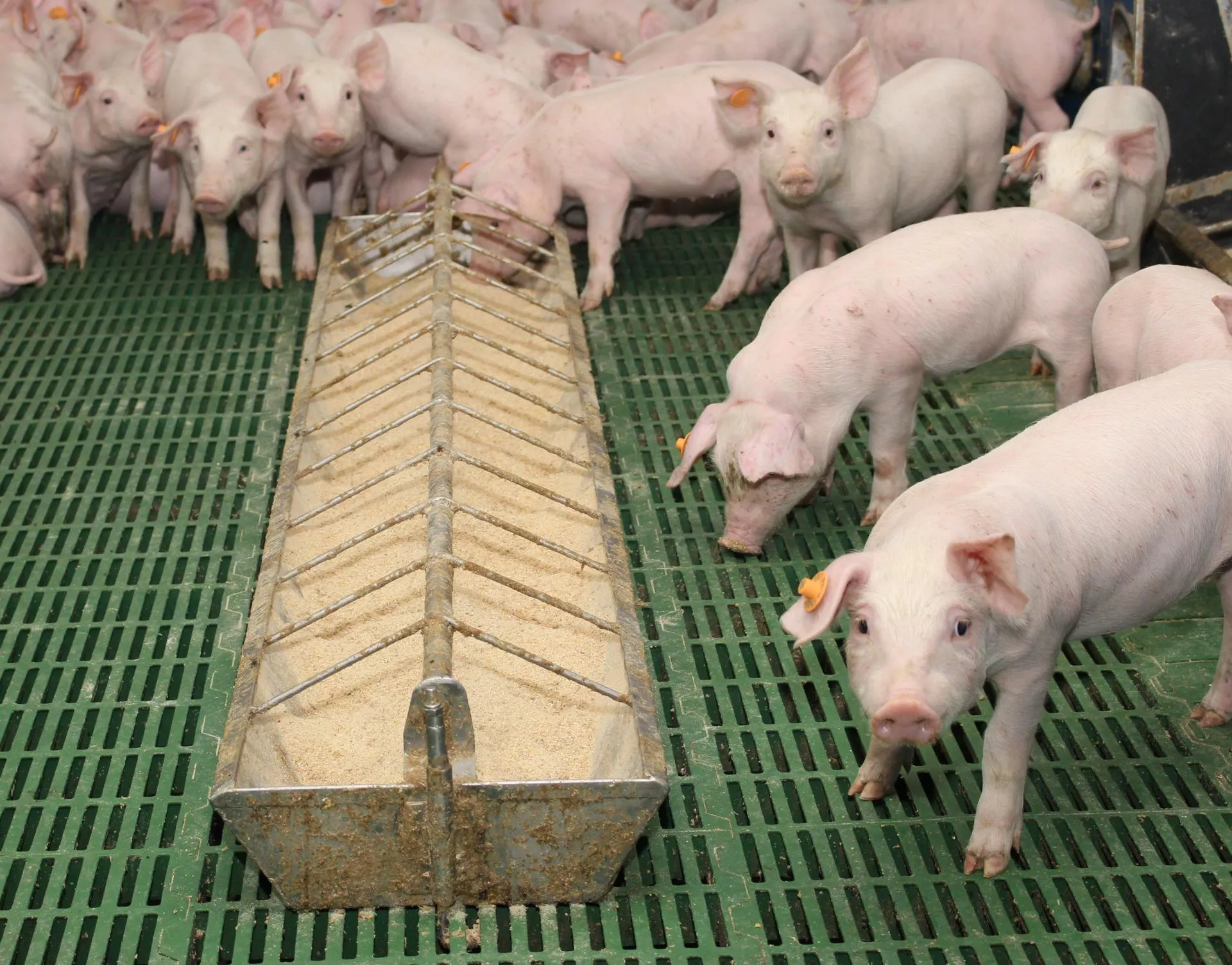 Stabilna mikrobiota i zdrowe jelita to przepis na lepsze trawienie u świń