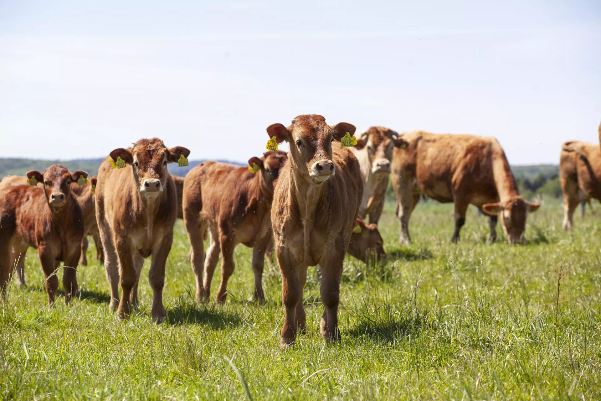 Byki zdrożały choćby o 2 zł w tydzień. Jakie są ceny bydła w Polsce? [SONDA]