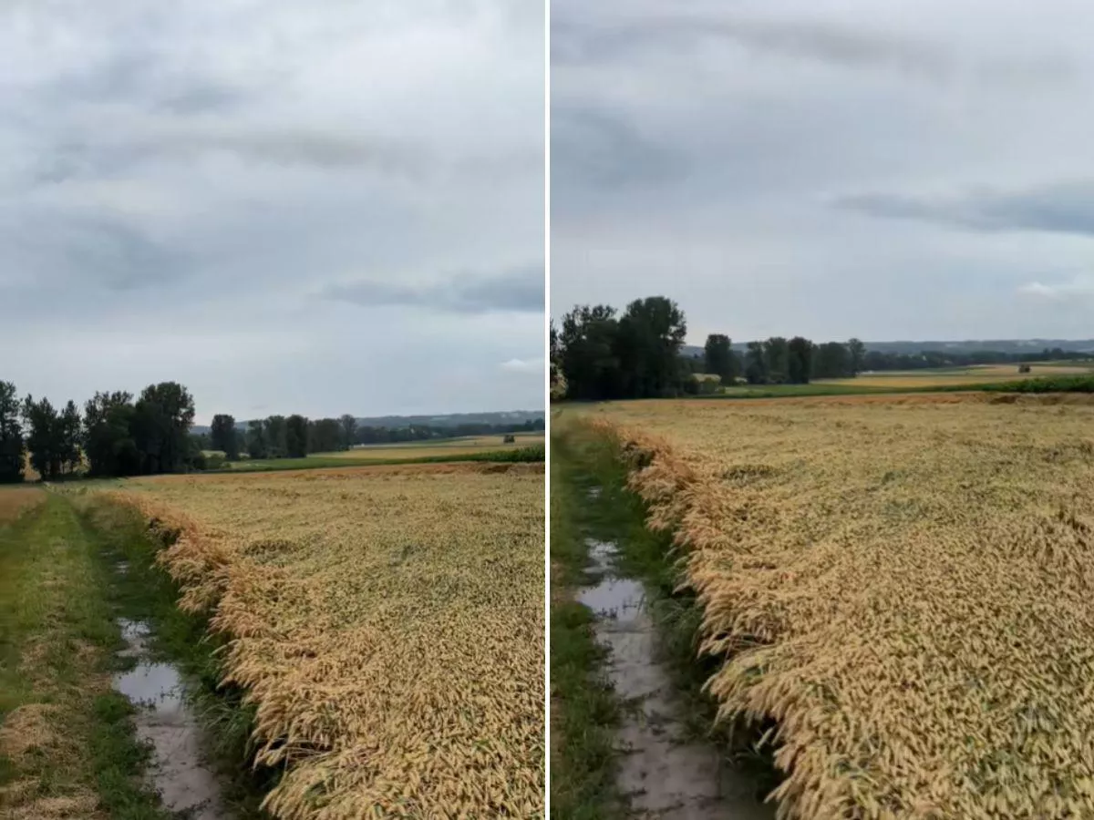 Mieli kosić, zostali z niczym. 400 rolników straciło uprawy