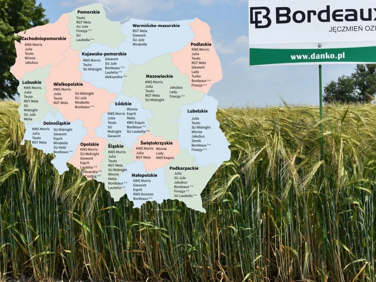 Jęczmień ozimy: Lista Odmian Zalecanych 2025