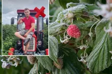 Ceny malin w punktach skupu spadają od kilku dni. Zdaniem Krzysztofa Chmiela, plantatora malin z pow. kraśnickiego, 2025 r. jest kolejnym, w którym rolnicy dostają po kieszeni. – Kolejny rok dostajemy po kieszeni. Plantacji będzie coraz mniej i producentów też, bo ile można dokładać? – pyta Chmiel.