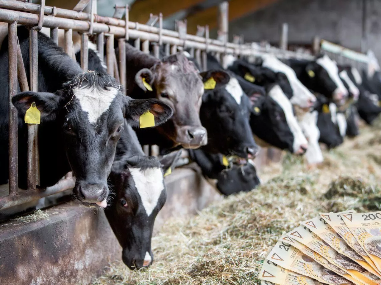 Ceny mleka w Polsce. Jak hodowcy oceniają rynek mleka?