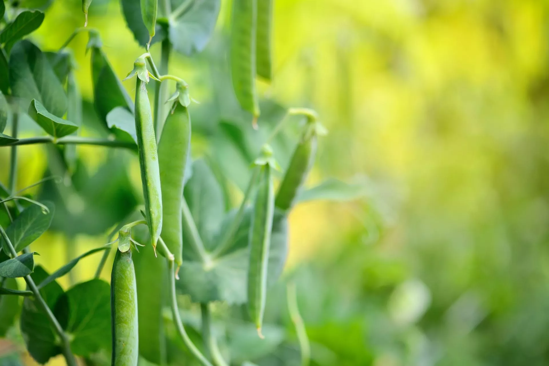 Popularne uprawy bez dopłat. Rolnicy protestują
