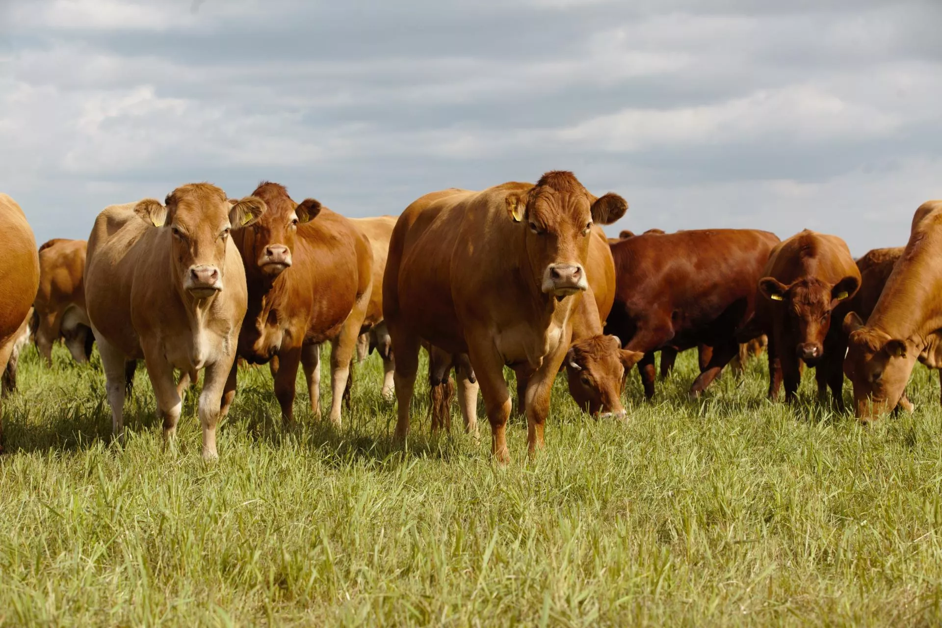 Rolnicy mają mało czasu. Bez tego dokumentu stracą dopłaty do bydła