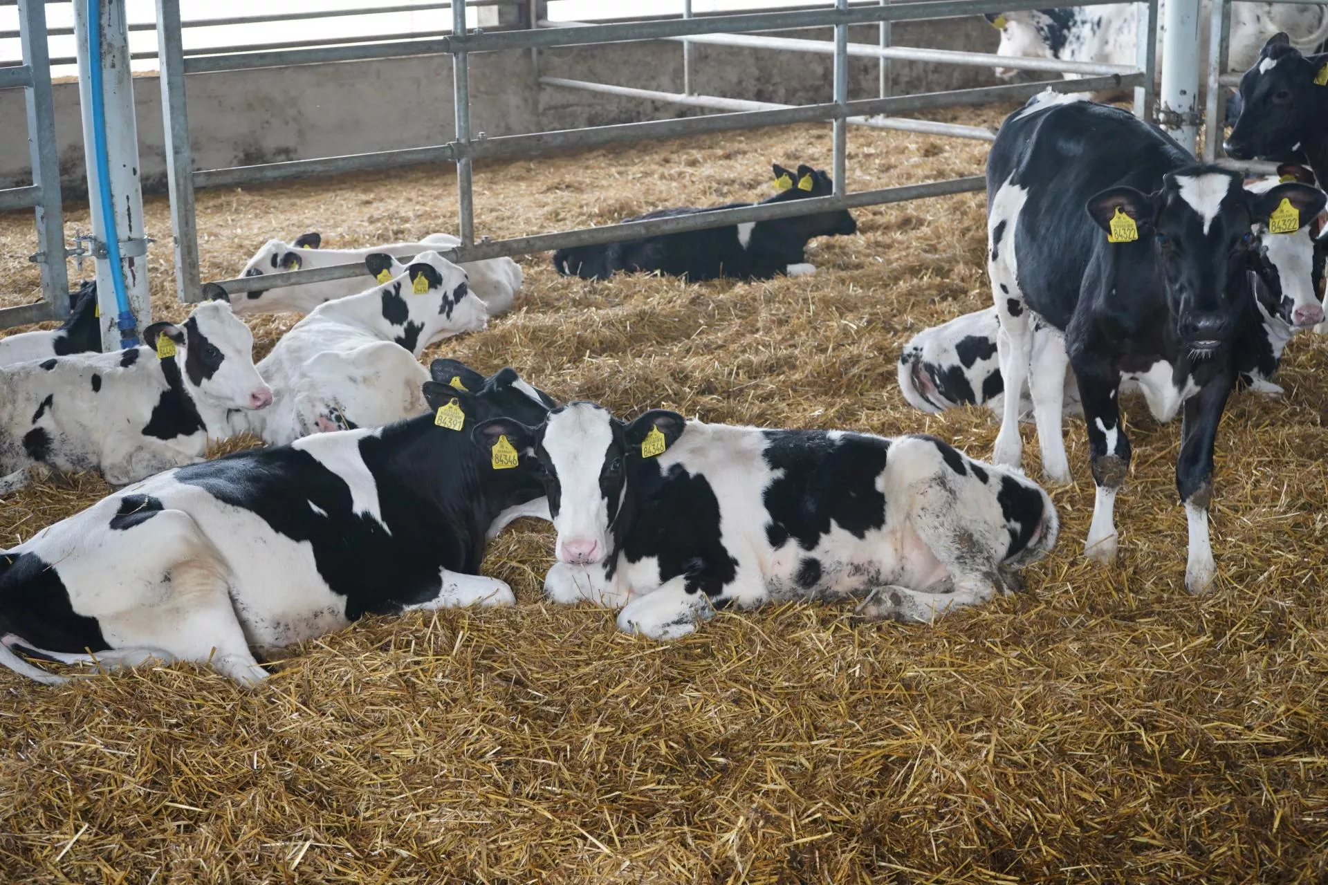 Jak odchować cielę do dobrej pierwiastki? Najważniejsze zasady