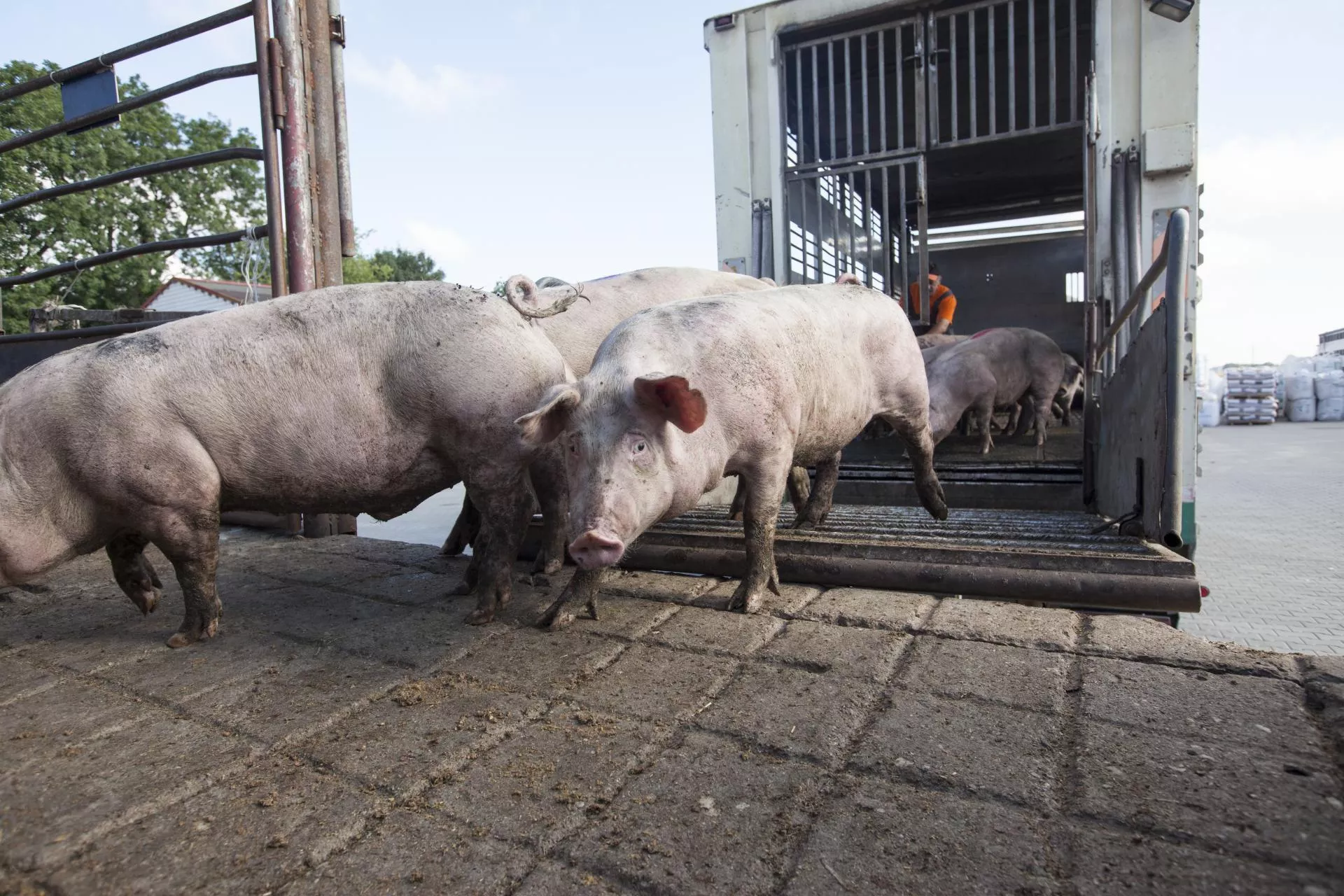 Tuczniki runęły choćby o 1 zł. Jakie są ceny świń w Polsce? [SONDA]