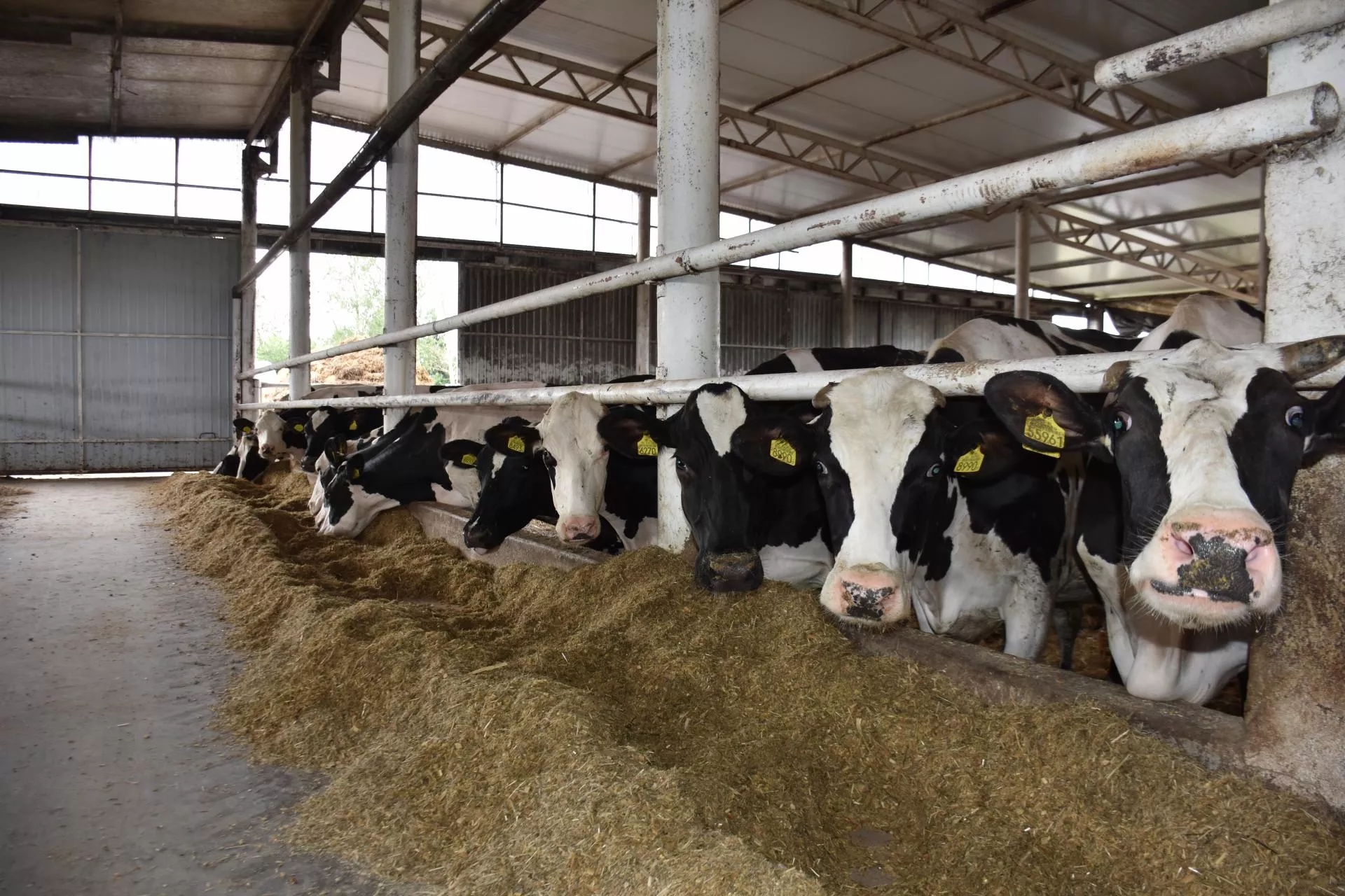Dojenie krów zrujnowało rolnikowi zdrowie. KRUS wypłaci odszkodowanie?