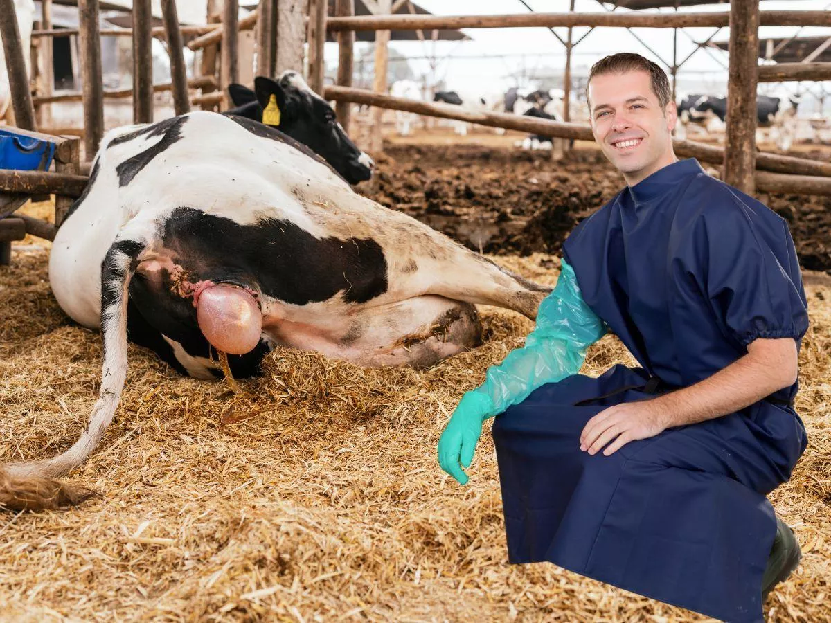 Rolnicy dostaną dopłaty do nagłych wizyt weterynarza?