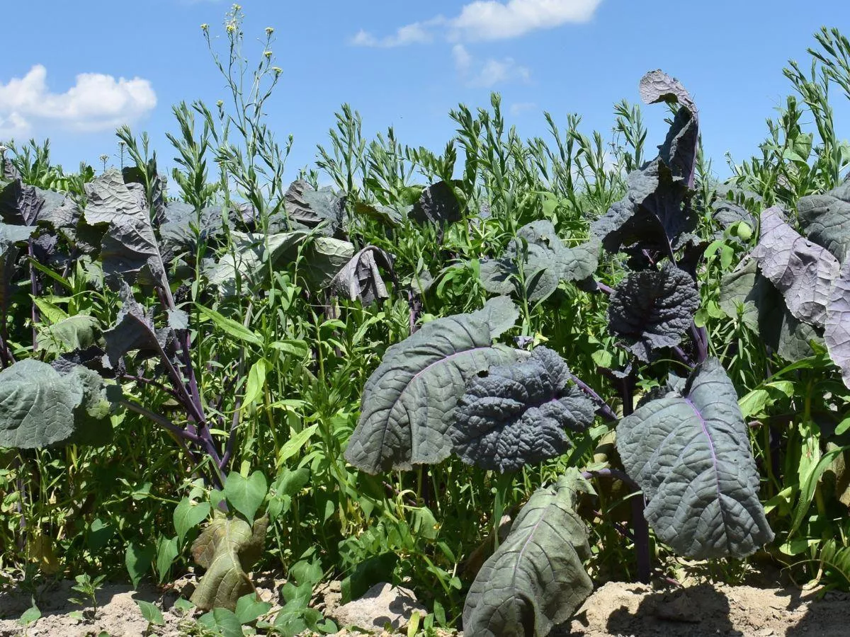 Jaka jest wartość nawozowa słomy i międzyplonów w porównaniu z obornikiem?