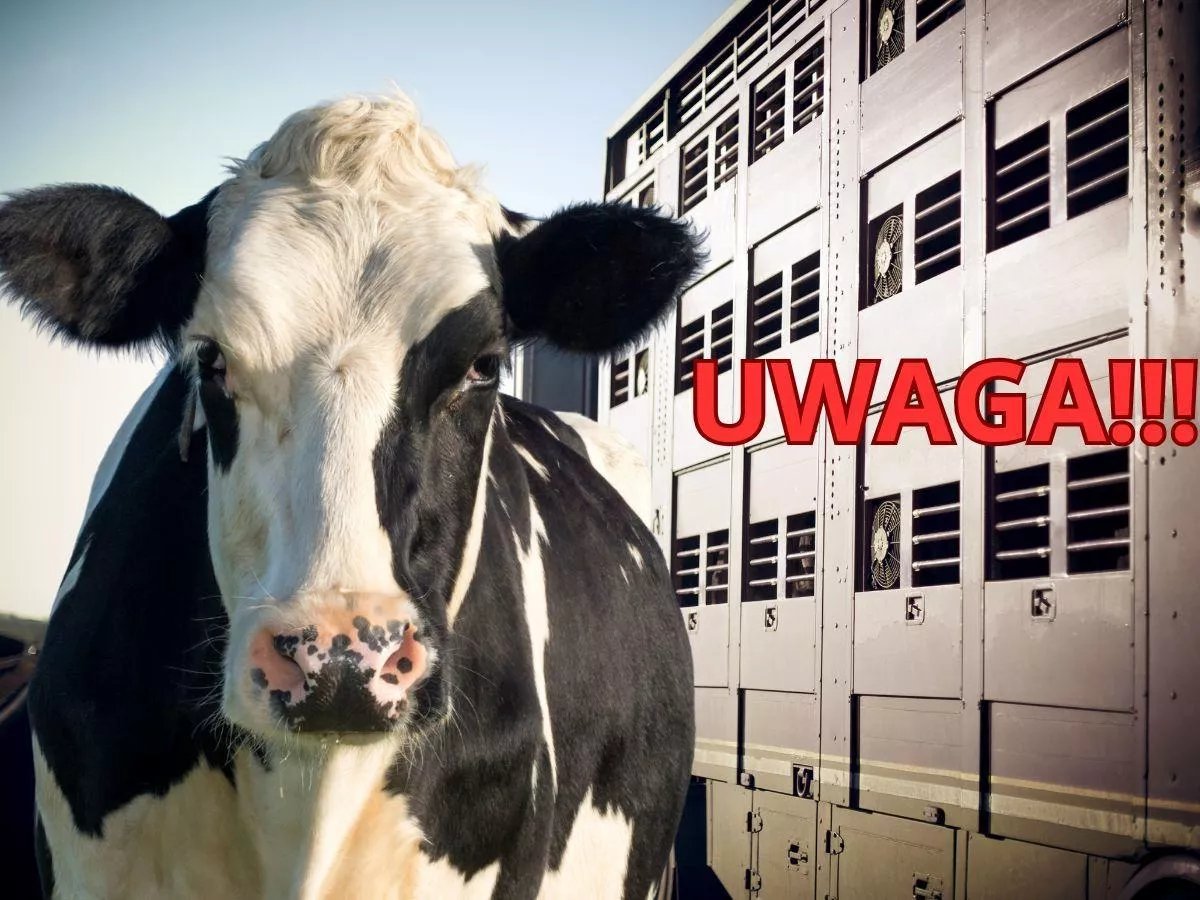 Pilny apel rolników. "Liczymy na pomoc w przewozie"