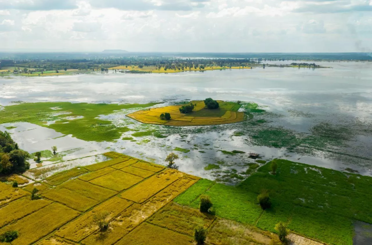Susza i deszcz nawalny zniszczyły rolnikowi uprawy. Co z umową kontraktacji?