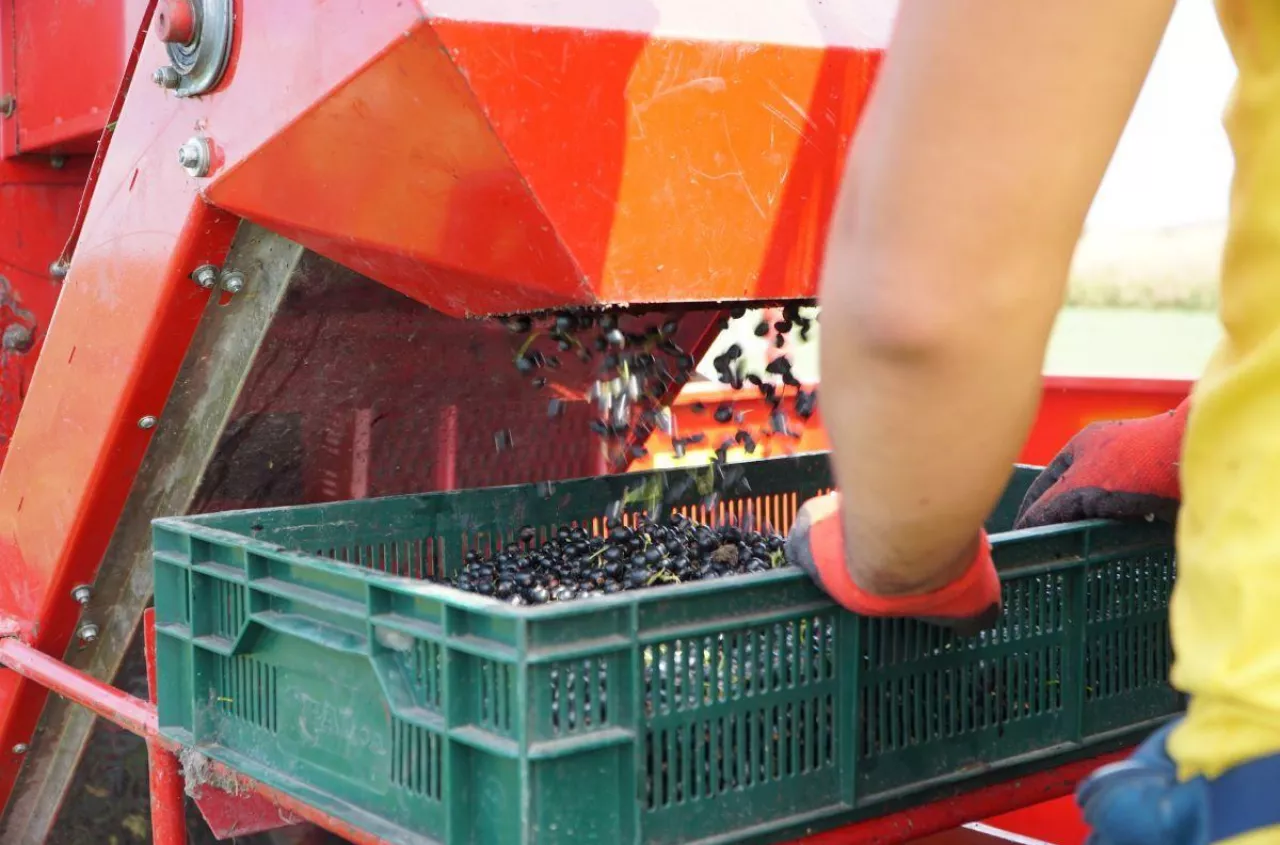 Na jak długo rolnik może zatrudnić pomocnika przy zbiorach?