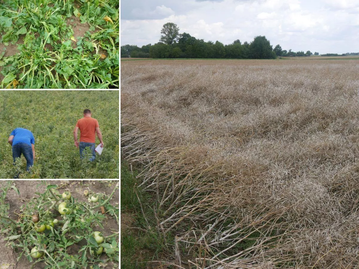 10 minut i po żniwach. Zrozpaczeni rolnicy czekają na decyzję z Warszawy [WIDEO]
