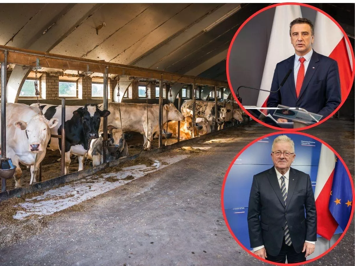 Ceny skupu poniżej kosztów, a rząd się przygląda. Co z ochroną rolników?