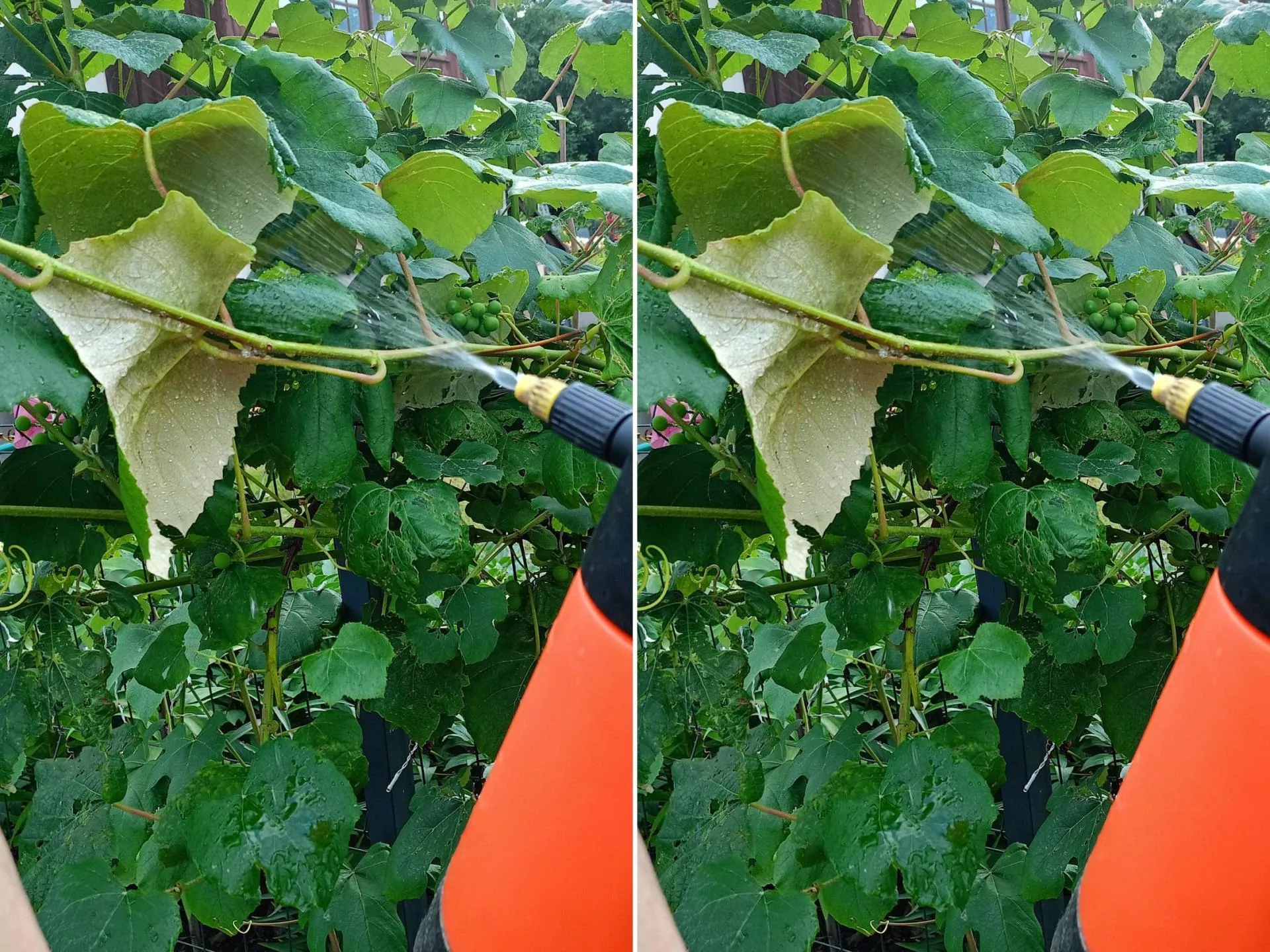 Mączniak prawdziwy i rzekomy: jak rozpoznać i zwalczyć choroby winorośli?