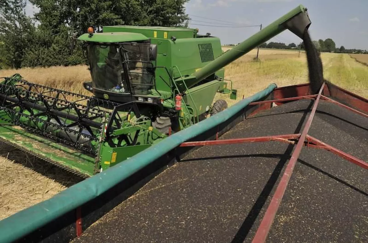 Rzepak 2025: jakie są aktualne ceny skupu? [SONDA]