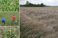 Mieli zacząć żniwa, stracili wszystko. Zrozpaczeni rolnicy czekają na decyzję z Warszawy