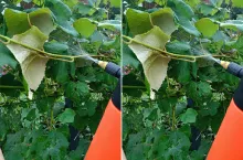 Mączniak prawdziwy i rzekomy: jak rozpoznać i zwalczyć choroby winorośli?