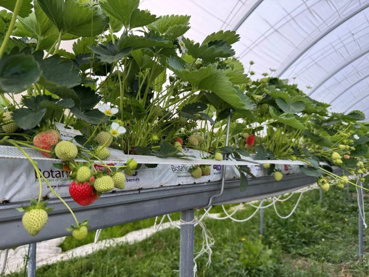 Truskawki odmiany ‘Hademar‘ 23.05.2025