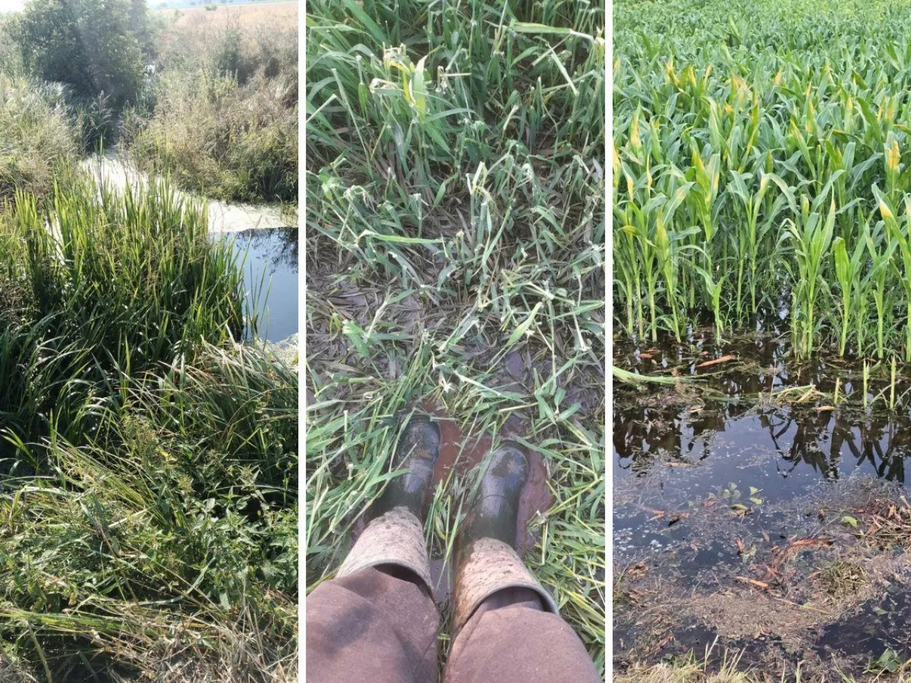 Pszenica i kukurydza kompletnie zalane. Rolnicy: woda cofnęła się z rowów