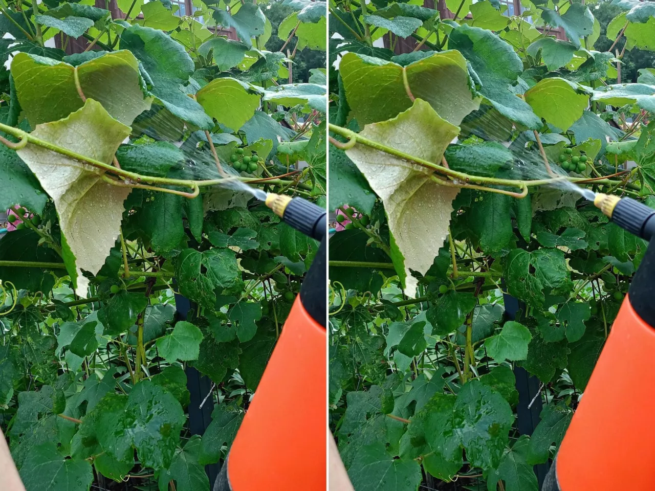 Mączniak prawdziwy i rzekomy: jak rozpoznać i zwalczyć choroby winorośli?