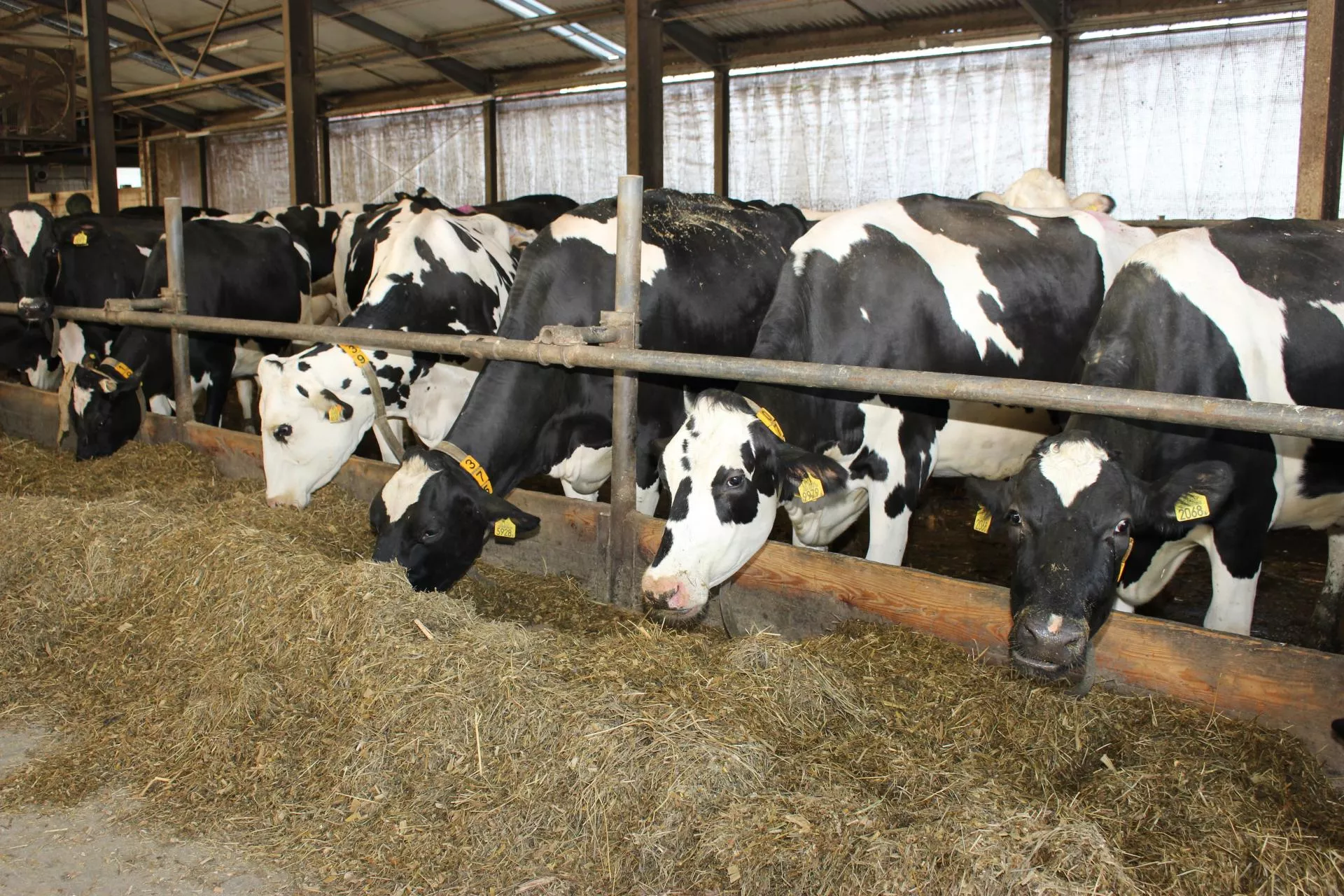 Choroba guzowatej skóry bydła znów w Europie. Wirus z Afryki coraz bliżej Polski