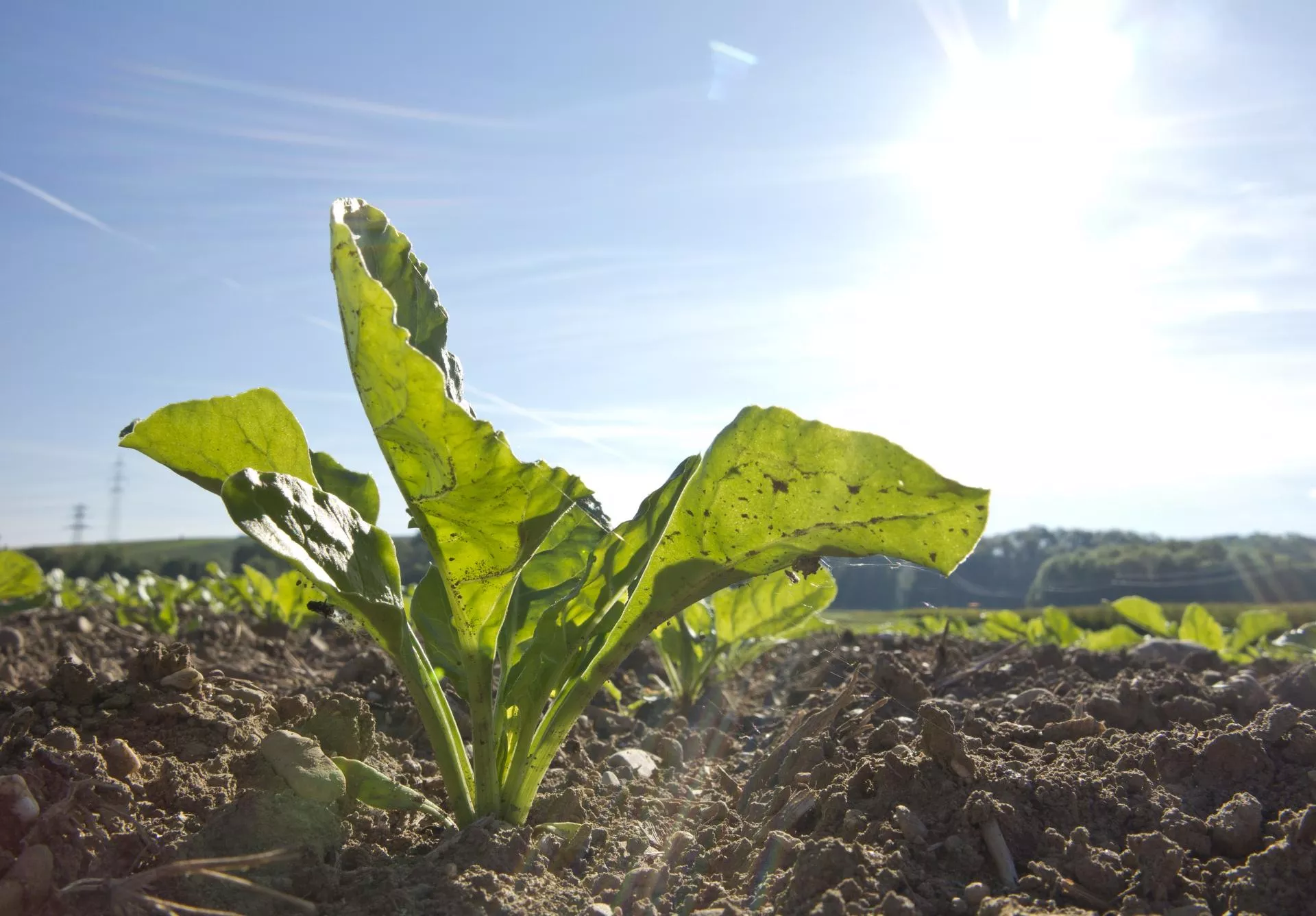 Groźny szkodnik pustoszy pola. Ministerstwo rolnictwa testuje nowe opryski