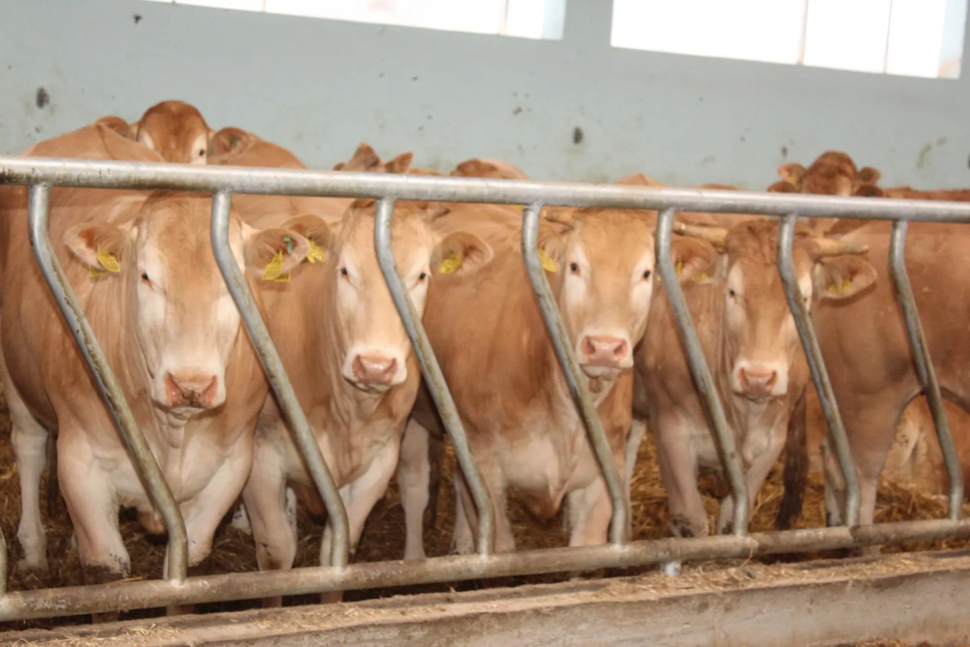 Szykują się obniżki cen bydła. Ile aktualnie płacą ubojnie? [SONDA]