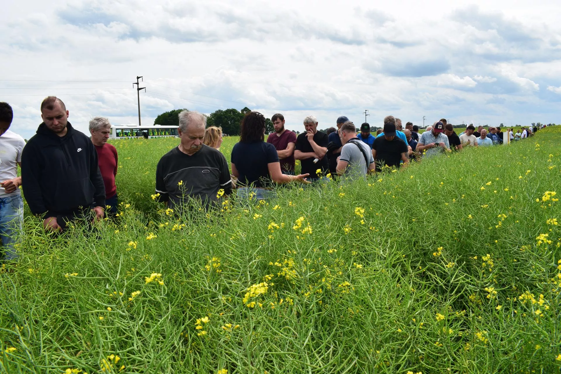 Rzepak bez chorób i z wysokim plonem? Nowe odmiany na sezon 2025