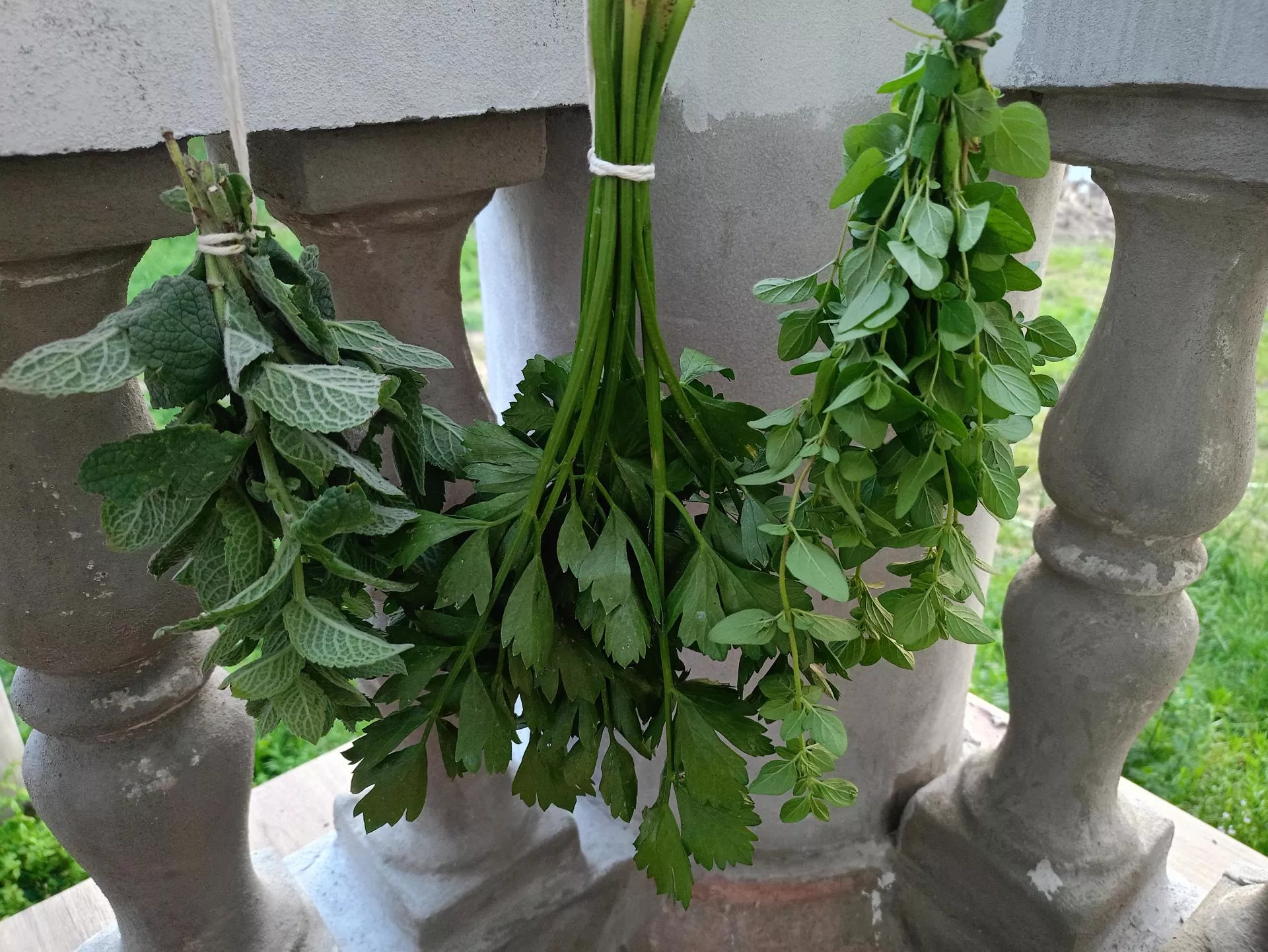 Jak zbierać i przechowywać zioła? Praktyczny poradnik