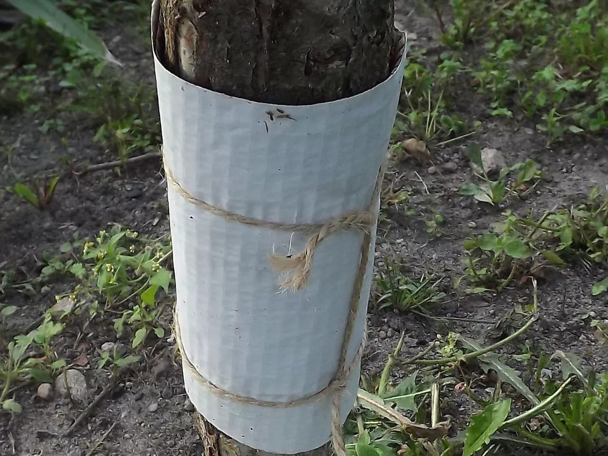 Jak zwalczać owocówkę śliwkóweczkę w sadzie? Ten sposób zastosuj 2 razy w sezonie