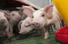 Jeśli małżowina uszna jest skierowana do przodu, można wnioskować, że prosięta nie odczuwają bólu. Jeśli natomiast uszy są odciągnięte do tyłu, można podejrzewać, że dzieje się coś niedobrego