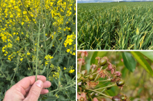 Zmiany w protokołach szacowania szkód. A rolnicy czekają na pomoc po przymrozkach