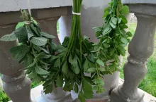 Zioła liściaste, jak np. oregano, mięta czy seler, najlepiej suszyć zebrane w pęczki w miejscu suchym i przewiewnym