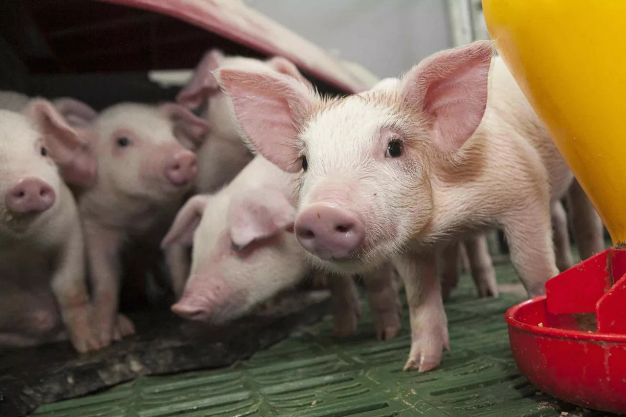Jeśli małżowina uszna jest skierowana do przodu, można wnioskować, że prosięta nie odczuwają bólu. Jeśli natomiast uszy są odciągnięte do tyłu, można podejrzewać, że dzieje się coś niedobrego