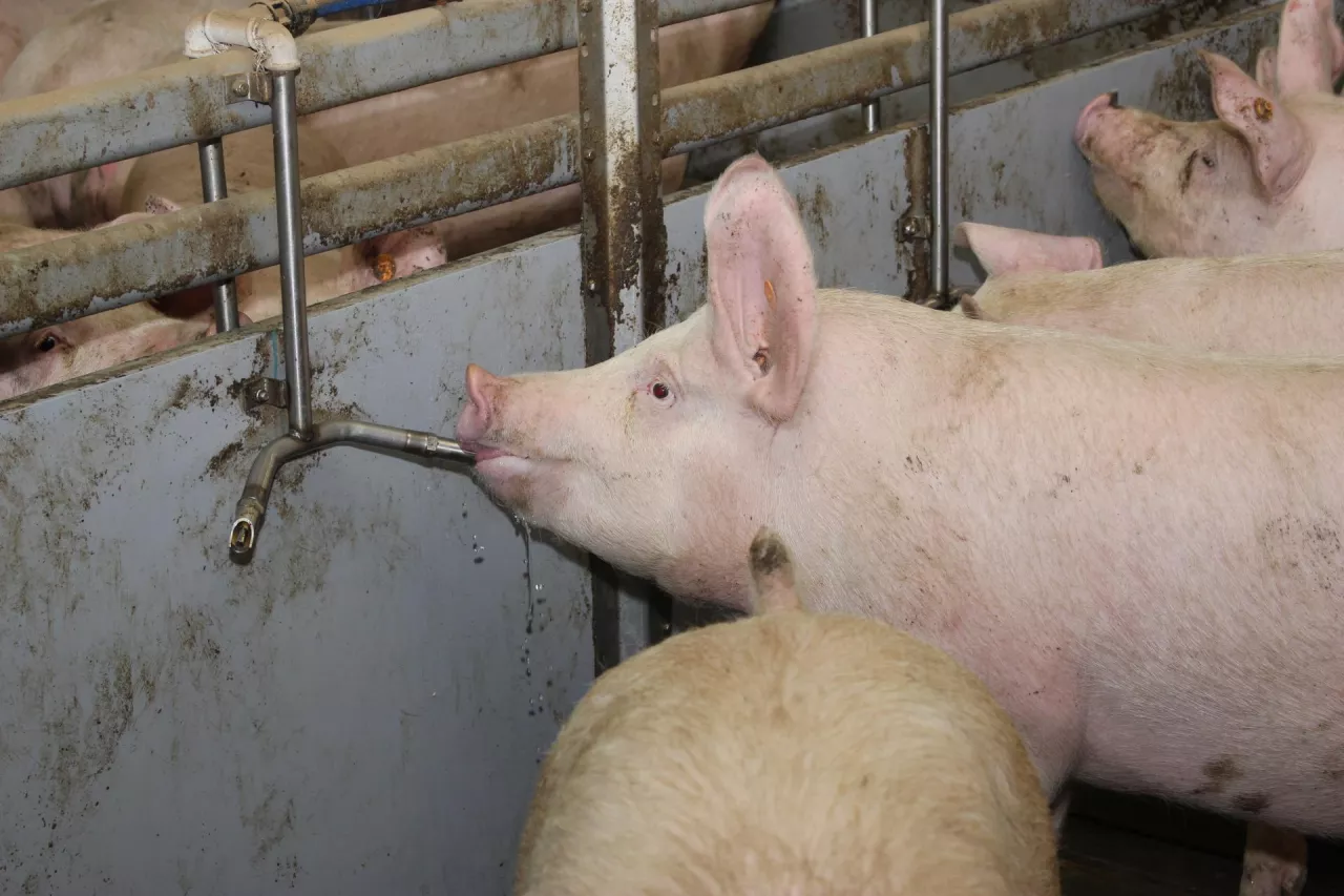 Kontrola poboru wody w gospodarstwie. Co rolnik powinien wiedzieć?