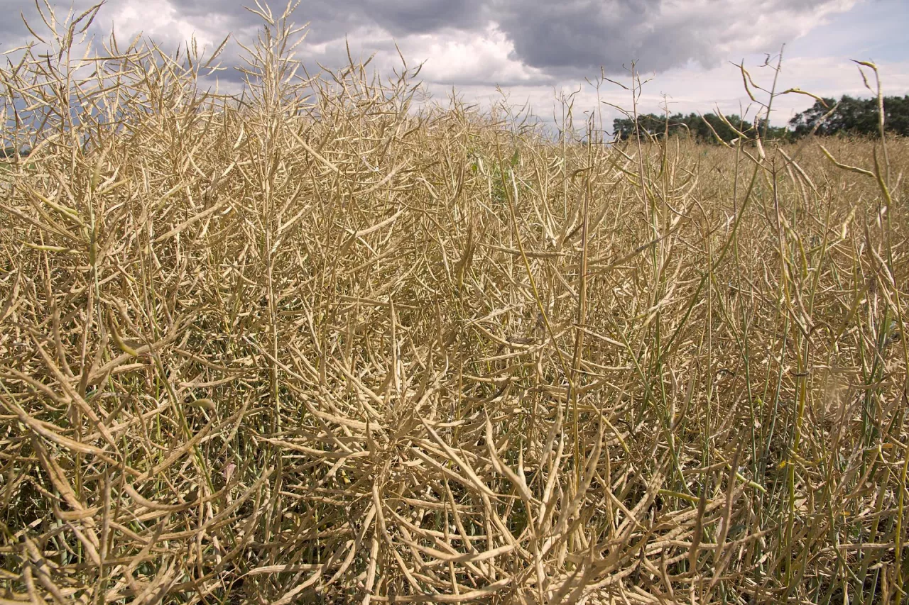 Desykacja rzepaku: jaka kara dla rolnika?