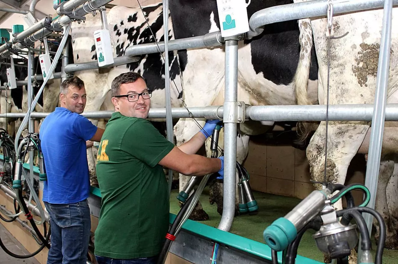 Minister rolnictwa Stefan Krajewski doi z bratem krowy, fot. z 2019 roku