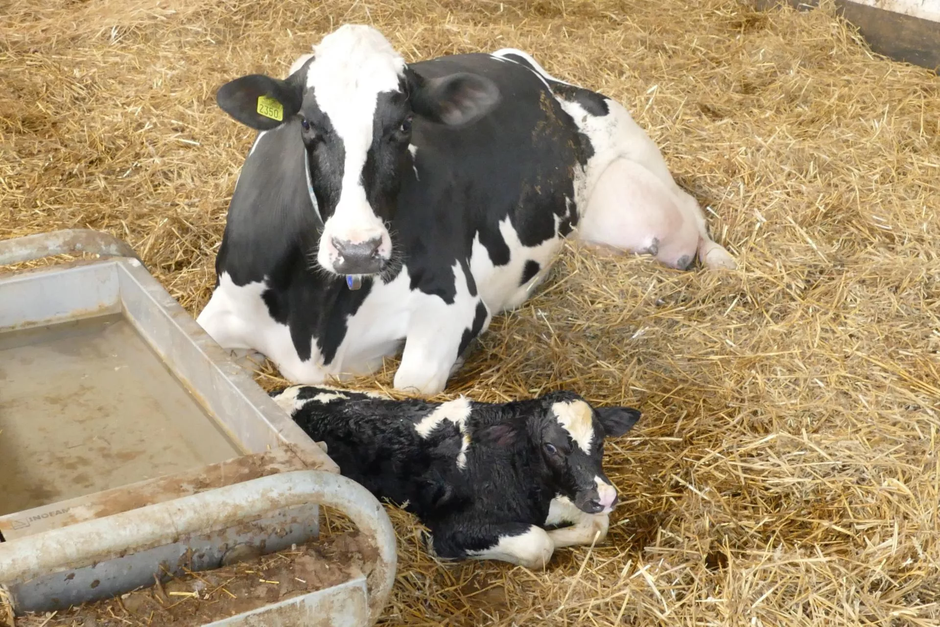 Cielęta dłużej z matką. Ten kraj UE zmienia zasady hodowli