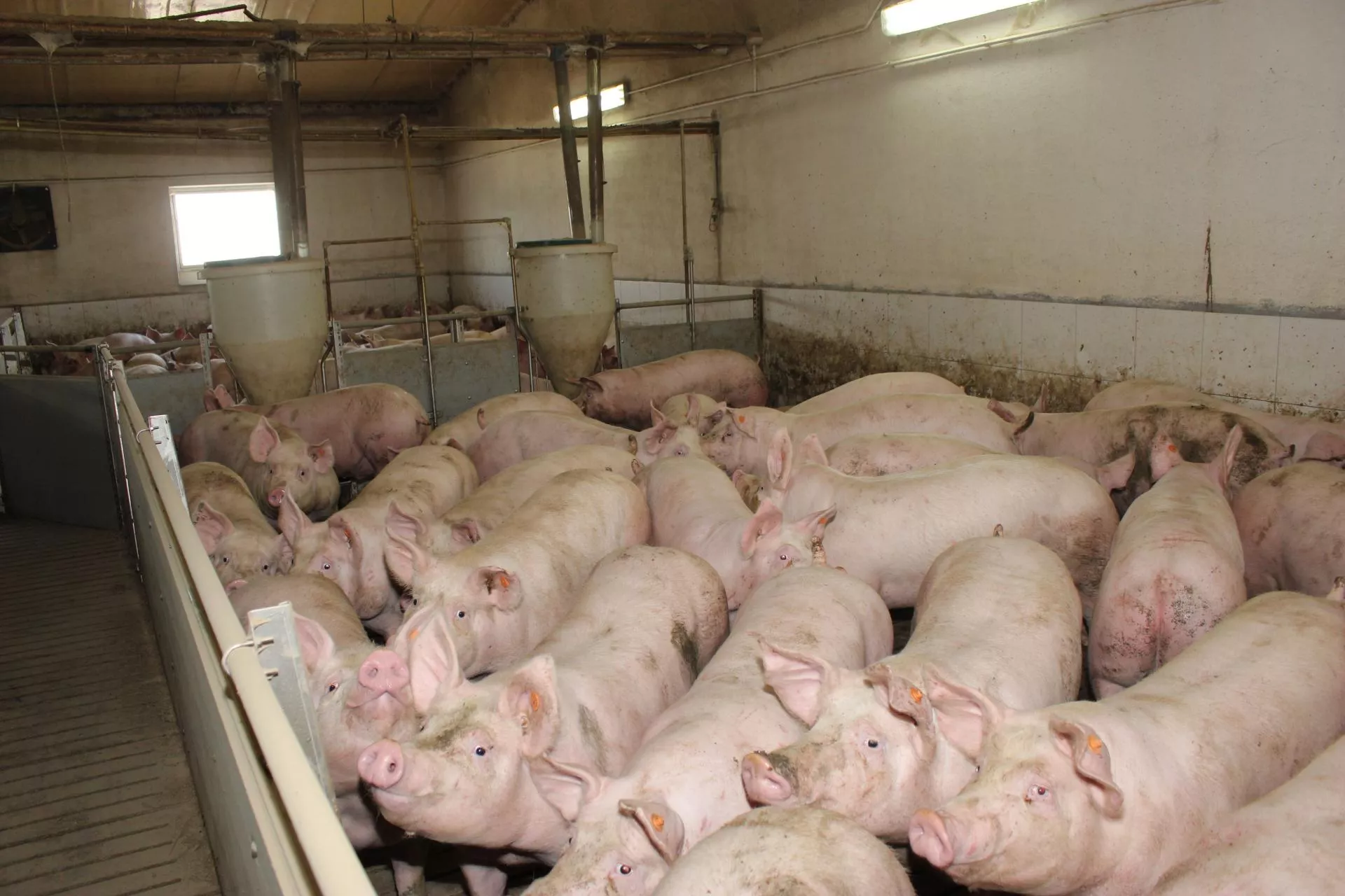 Import warchlaków bije rekordy. Wydajemy miliardy na zagraniczne prosięta