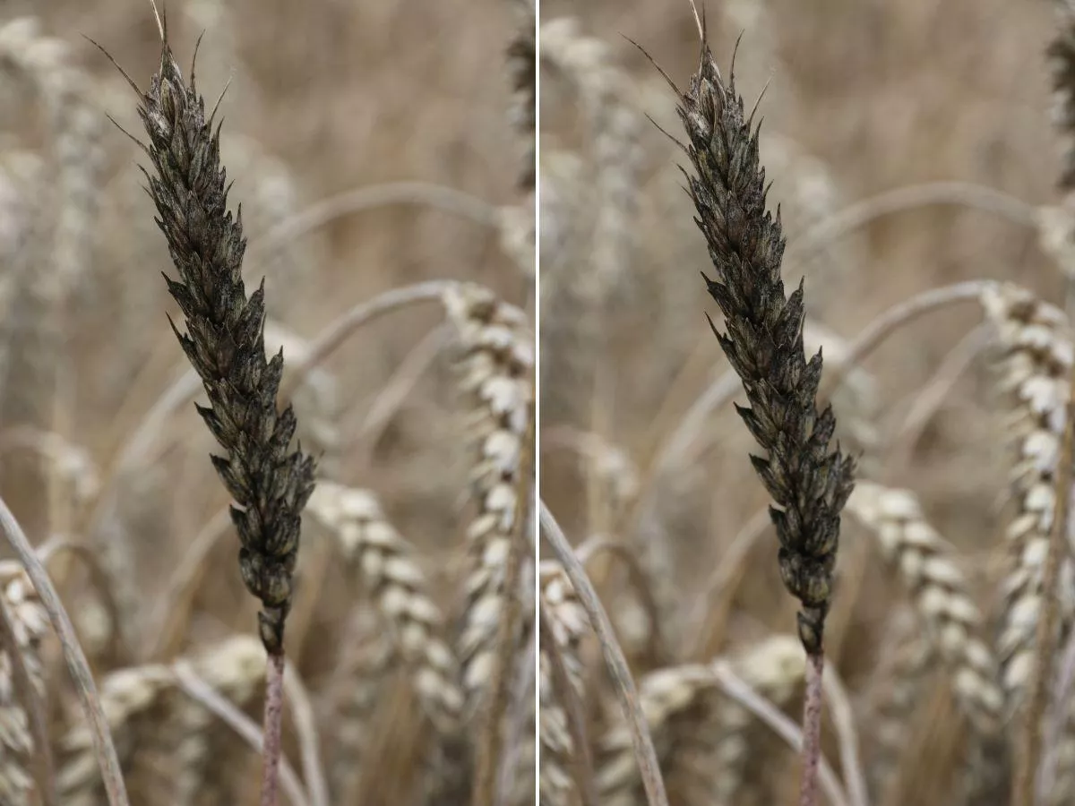 Czerń zbóż na polach. Choroba psuje ziarno i zaniża cenę