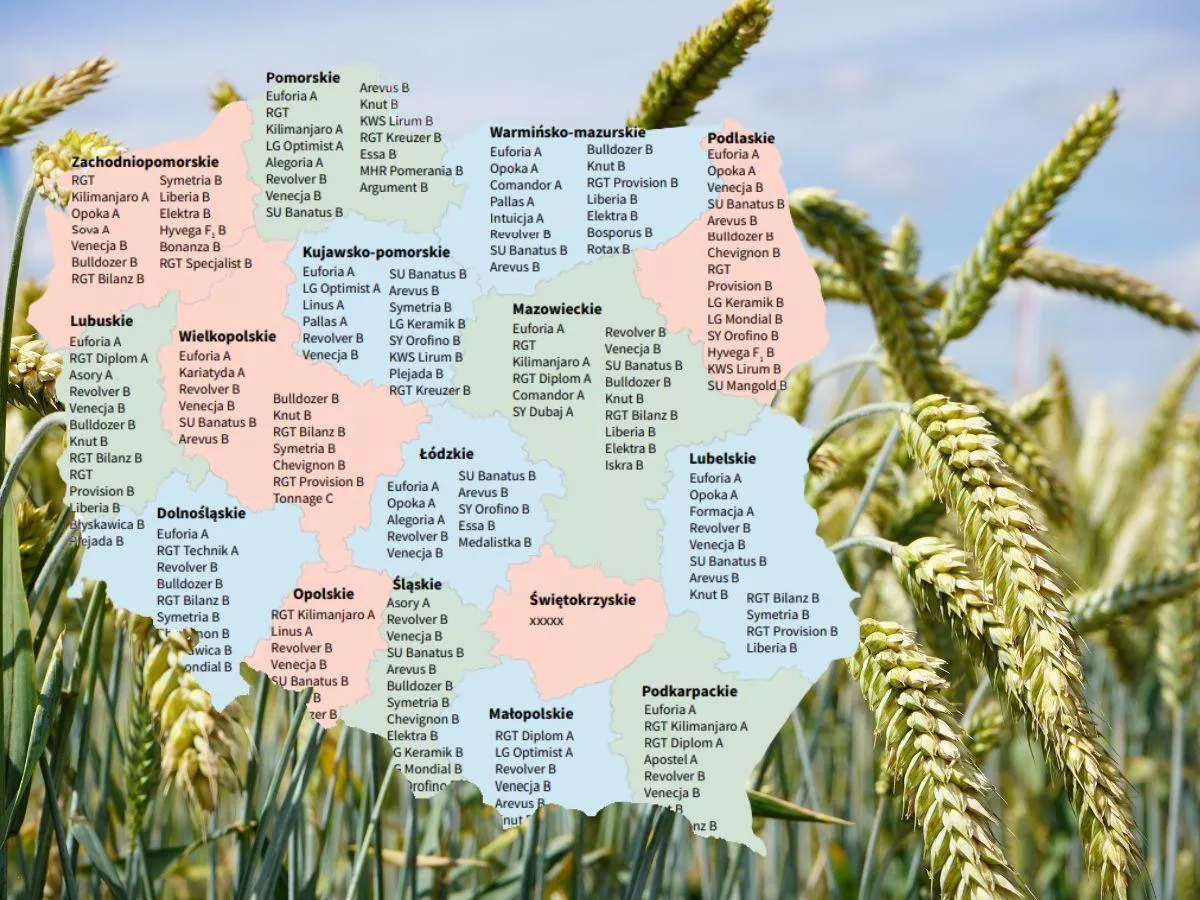 Pszenica ozima: Lista Odmian Zalecanych 2025