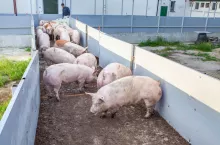 Jakie są ceny świń w Polsce?
