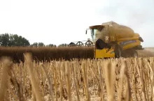 Żniwa rzepakowe 2025: jakie są plony? Jakie ceny? [SONDA]