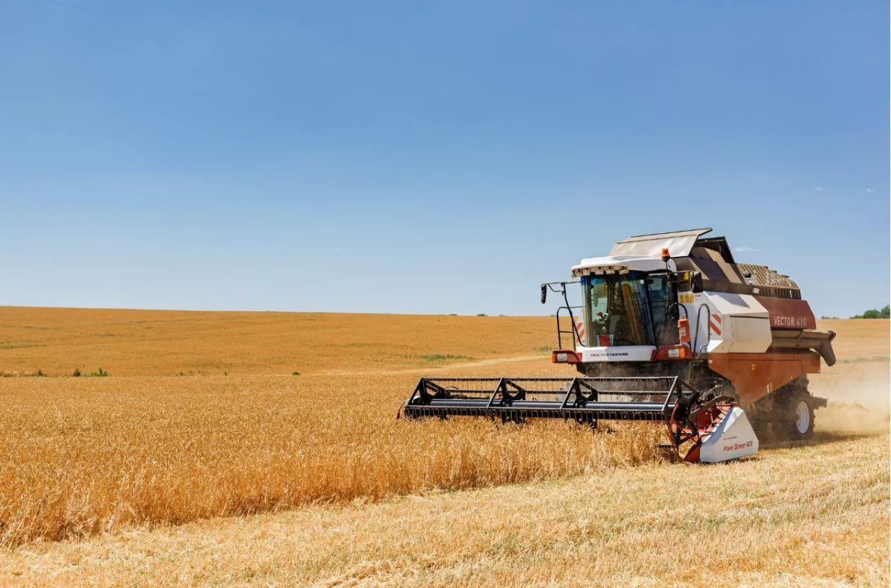 Żniwa pod kreską. Jęczmień ponad 1000 zł na minusie, pszenica też w dół
