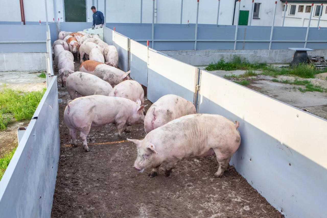Jakie są ceny świń w Polsce?
