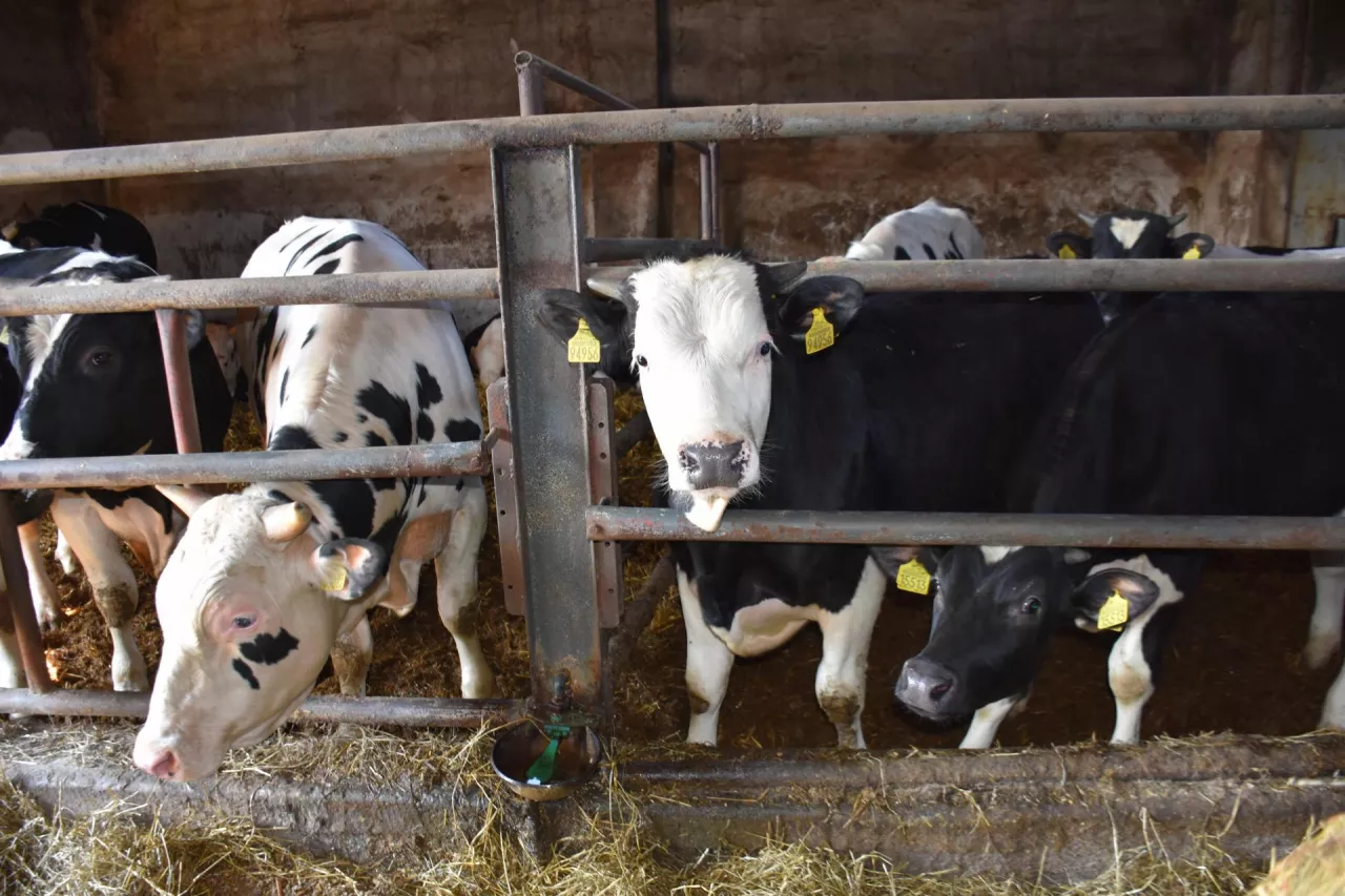 Choroba niebieskiego języka u bydła. Rolnicy domagają się zniesienia stref zagrożenia