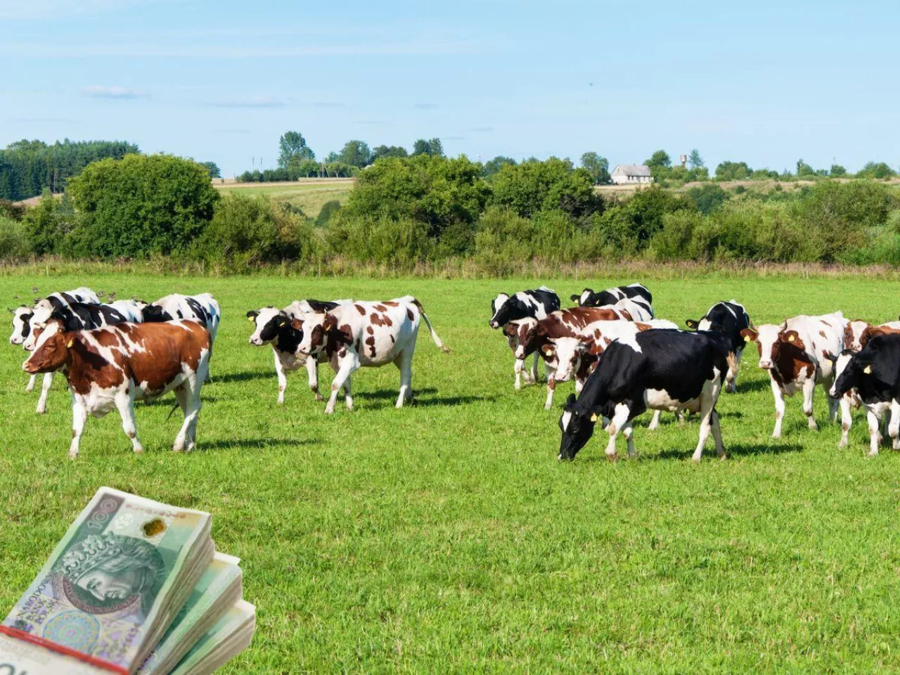 Rolnicy tracą dopłaty do krów i bydła przez jeden zapis. Będzie zmiana zasad?