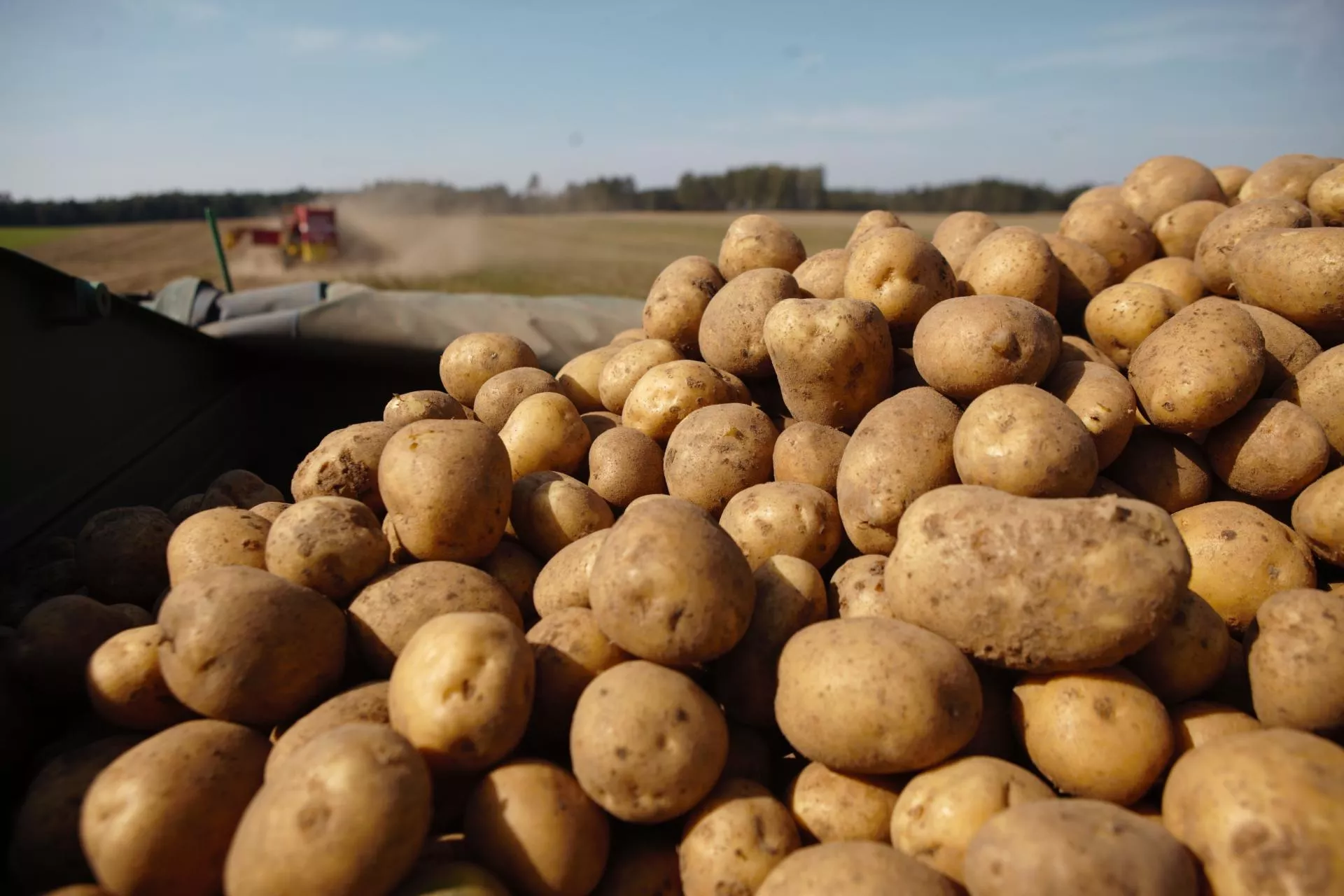 Ziemniaki tak tanie, iż nie opłaca się kopać? Ceny lecą w dół