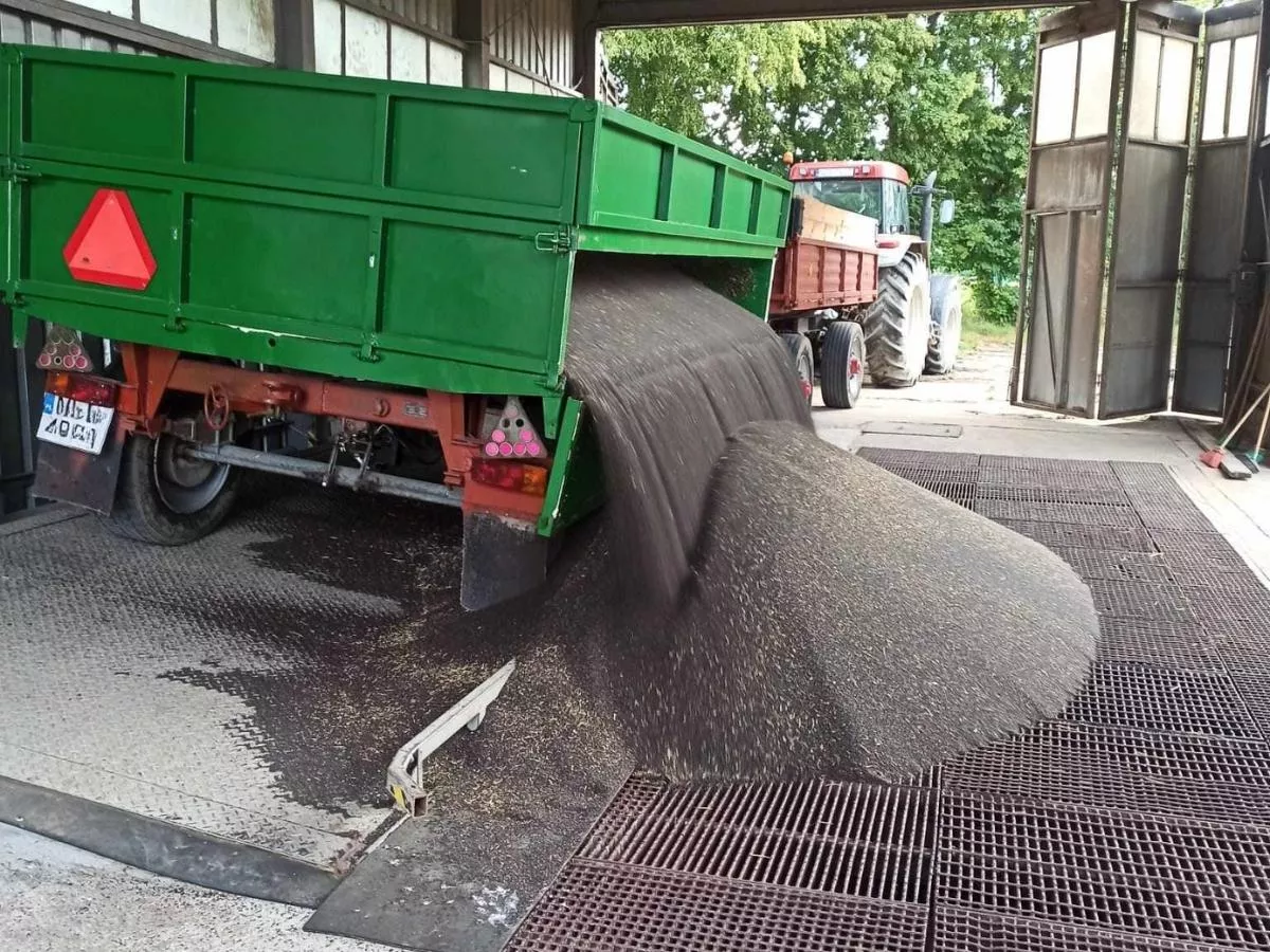 Skup nie zapłacił za rzepak? Sprawdź, co możesz zrobić